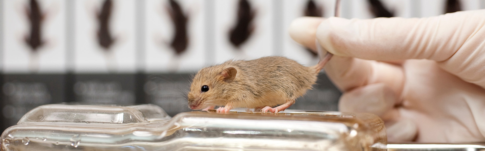 Rodent Models Waisman Center Uwmadison