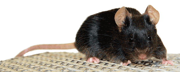 Mouse Model facing right