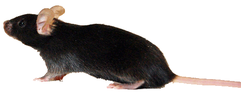 Rodent Model