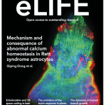 Cover of the journal eLIFE highlighting Chang's research
