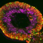 Retina organoids Stem Cell