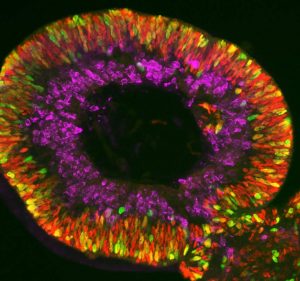 Retina organoids Stem Cell