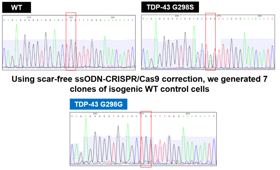 scar-free ssODN-CRISPR/Cas9