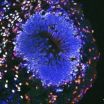 Brain organoid Daifeng Wang Research