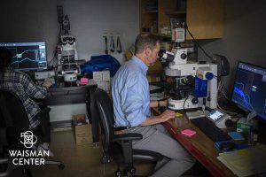 David Gamm looking into a microscope in his lab 