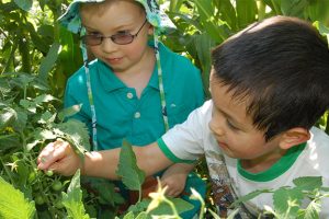 Preschool children harvesting vegetables for classroom snacks
